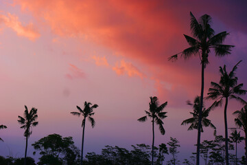 Silhouette of palm trees during sunrise in Jember