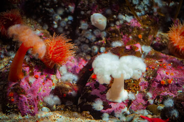 イソギンチャク　水族館　幻想的な　水辺の生き物　抽象的な　抽象　カラフル　水槽　