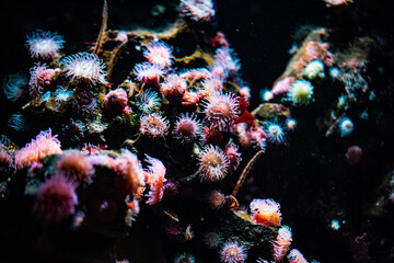 イソギンチャク　水族館　幻想的な　水辺の生き物　抽象的な　抽象　カラフル　水槽　