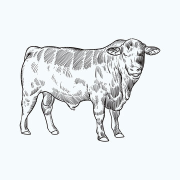 Vintage hand drawn sketch brangus brahman angus  cattle (for more draw like this click Cus) 