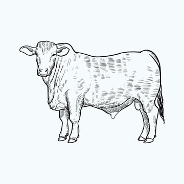 Vintage hand drawn sketch brangus brahman angus  cattle