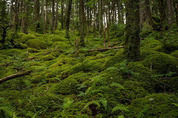 Ferns Sprout Up Through Blanket of Moss
