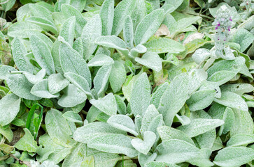 A group of lambs ear foliage growing in a garden
