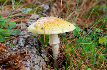 An orange and yellow Fly Agaric mushroom in the wild
