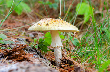 An orange and yellow Fly Agaric mushroom in the wild
