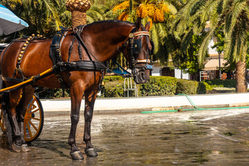 Horse-drawn carriages in the municipality of Mijas in Malaga. Andalusia