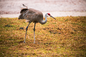 Obraz premium safari