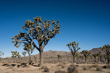 Giant Joshua Tree Under A Bright Blue Sky