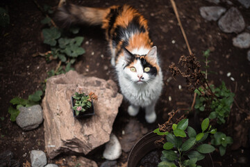 gata tricolor