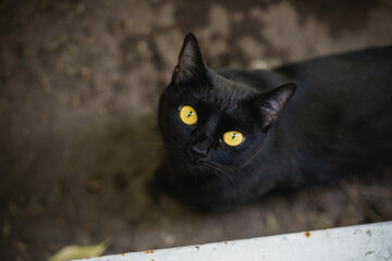 gatita negra © Haniel