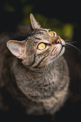 gato mirando