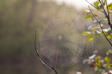 Spider web in morning dew