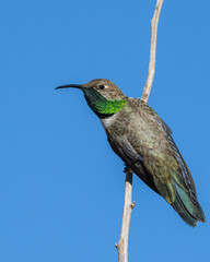 Andean hillstar hummingbird on a branch