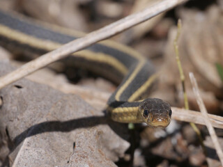 snake in the grass
