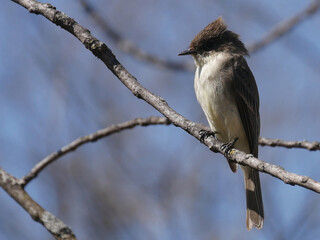 Eastern Wood Pewee