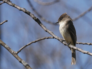Eastern Wood Peewee