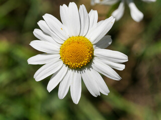 Obraz premium invasive oxeye daisy flower