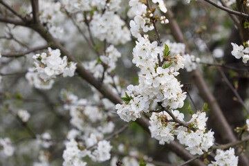white cherry blossom nature comes to life