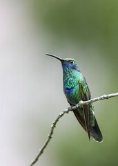Fototapeta na wymiar sparkling violetear hummingbird on a branch
