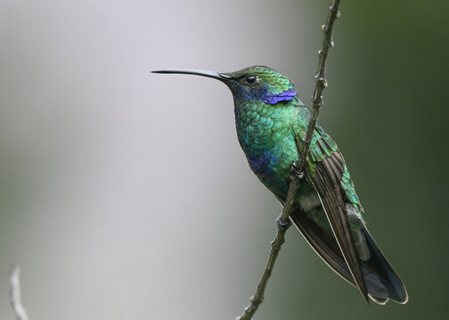 Sparkling Violetear Hummingbird On A Branch