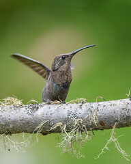 rare sparkling violetear hummingbird with athipical coloration