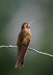 shining sunbeam hummingbird on a branch