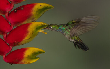 sapphire spangled emerald  in flight feeding on a heliconia