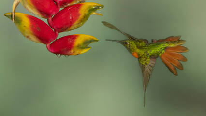 Gould's jewelfront hummingbird in flight and heliconia