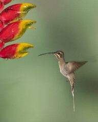 white bearded hermit hummingbird in flight and heliconia