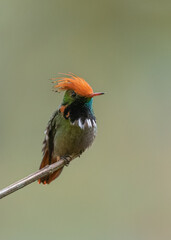 frontal portrait of a rufous crested coquette hummingbird