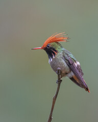 side portrait of a rufous crested coquette hummingbird