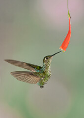 Many spotted hummingbird feeding on a flower while flying