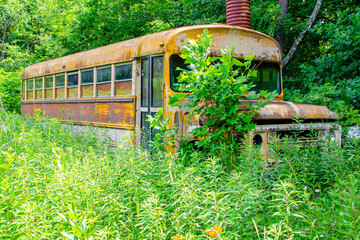 A broken down old school bus being overgrown by plants in a field
