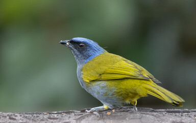blue capped tanager perching on a branch