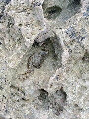 Bedrock Organism Scaled reptile Reptile Terrestrial animal Iguania