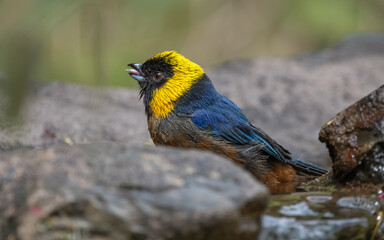 golden collared tanager bathing on a pond
