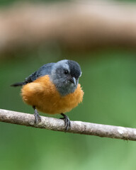 blue backed conebill perched on a branch