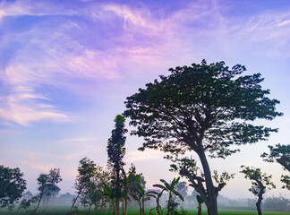 trees and foggy atmosphere in the morning and purple blue sky