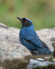 masked flowerpiercer taking a bath