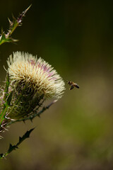 texas thistle