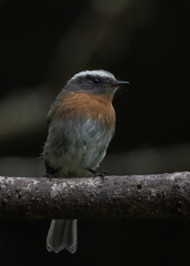 rufous breasted chat tyrant perched  on a branch