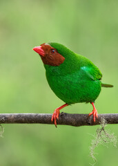 grass green tanager perched on a branch