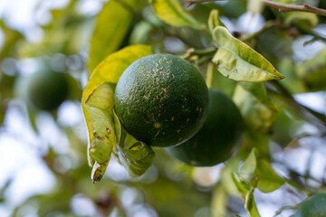 Unripe green tangerine on a tangerine tree branch close-up.