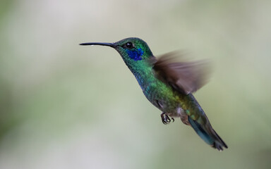 Fototapeta na wymiar lesser violetear hummingbird in flight