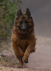 german shepherd dog running towards me