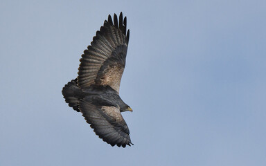 Black chested buzzard eagle flying