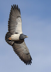 Black chested buzzard eagle flying