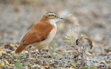 pale legged hornero on the ground searching for food