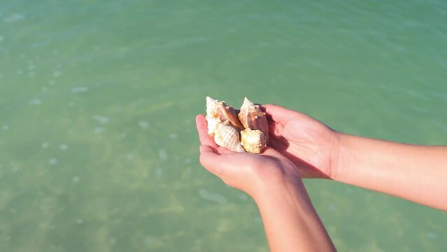 Woman person hands holding in palms fighting and horse conch seashells shells with waves in background at Barefoot Beach, Southwest Florida at Gulf of Mexico at Bonita Springs