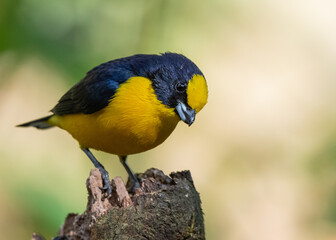 adult orange bellied euphonia perched on a broken log